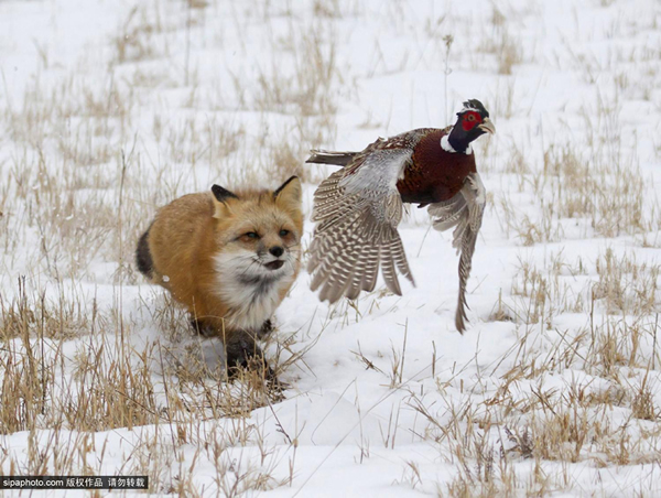 �������Ұ���Խƻ���ʳ�߱�ɫ