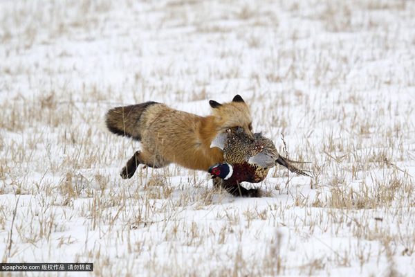 �������Ұ���Խƻ���ʳ�߱�ɫ