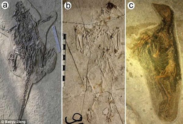 中国东北地区热河生物群发现一处考古遗址，完好保存着大量白垩纪早期动物尸体化石，图A是鹦鹉龙化石，图B和C是类似乌鸦的始祖鸟。科学家认为造成大量生物死亡的原因是火