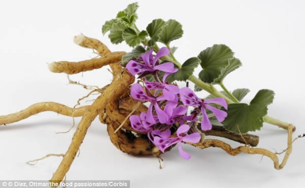 �о���Ա��ʾ�����ÿ���ֲ����������Ͱ��̲�(HIV)���Ʒ����Ĺؼ����ڡ����ÿ���ֲ�����ٲݵ���ȡ���ʹHIV-1�Ͳ���ʧȥ���ԣ���ֹ������������ϸ����