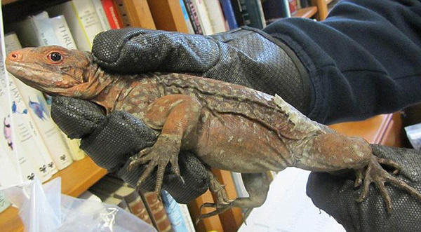 英国希思罗机场查获极其稀有的蜥蜴品种非法入境