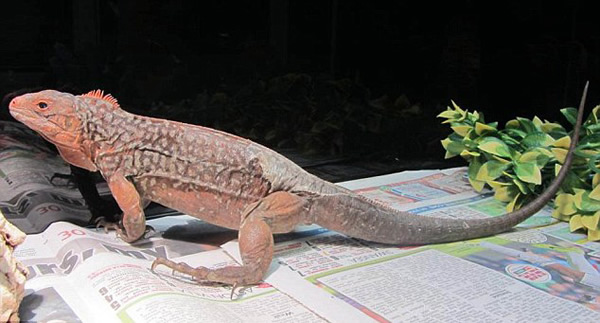 英国希思罗机场查获极其稀有的蜥蜴品种非法入境