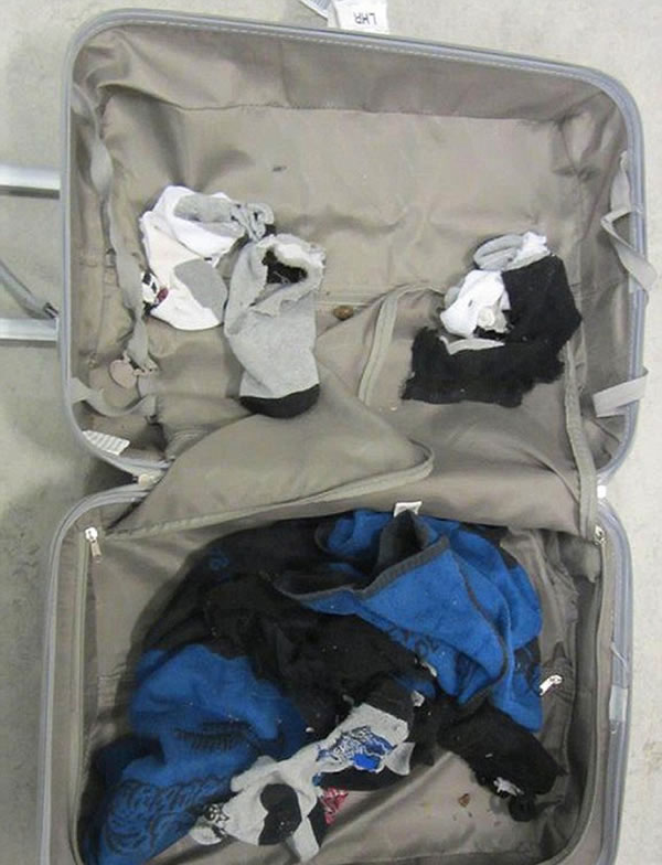 英国希思罗机场查获极其稀有的蜥蜴品种非法入境