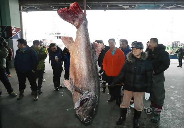 �������񲶻��峤170���׵ľ޼�����