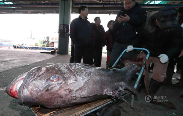 �������񲶻��峤170���׵ľ޼�����