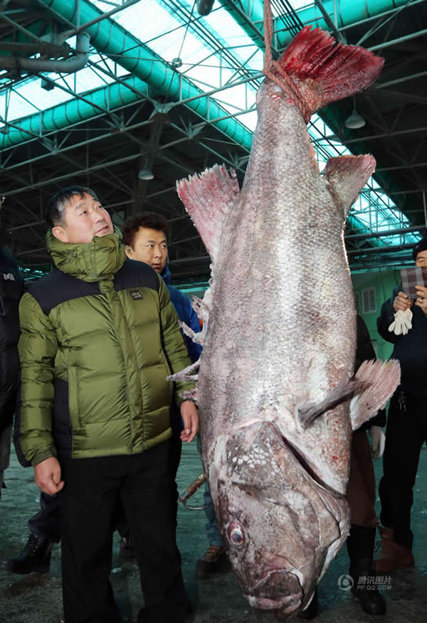 �������񲶻��峤170���׵ľ޼�����