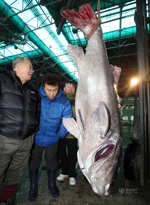 �������񲶻��峤170���׵ľ޼�����