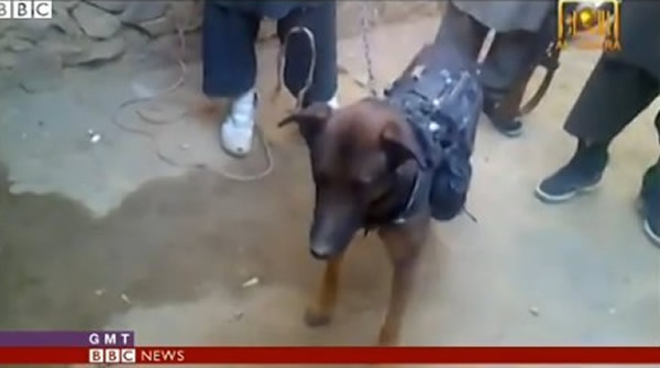 阿富汗塔利班组织宣称抓到美军“上校” 原来是军犬