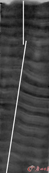 将滨珊瑚样本沿中心切成8毫米的珊瑚薄片后,用X光照相,从X光照片上可以看到清晰的珊瑚年生长条纹(类似于树轮,14毫米/年)(照片提供人:中国科学技术大学刘羿博士