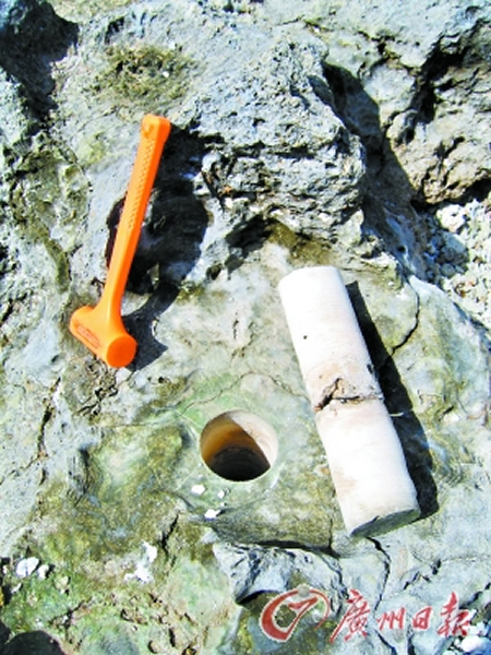 用专用钻机钻取的化石滨珊瑚岩芯。地点为三亚小东海,其生长年代为唐代。