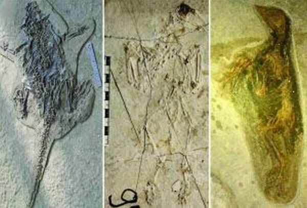 热河古生物群中的鸟类化石