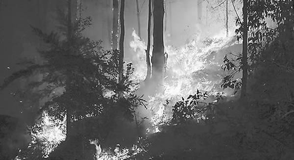 在澳大利亚发生的一起丛林火灾