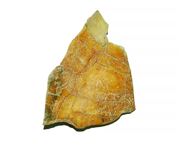 周原遗址出土的甲骨