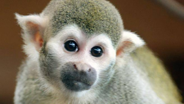 德国一家动物园里的“情圣”猴子普鲁斯