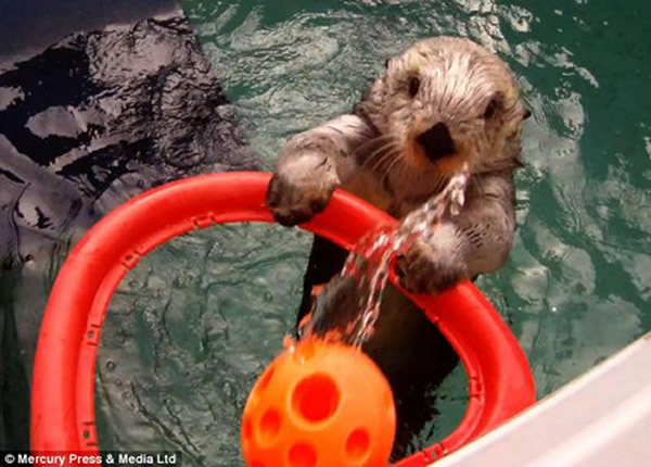 ��������԰16�꺣̡����������Ͷ�֡�