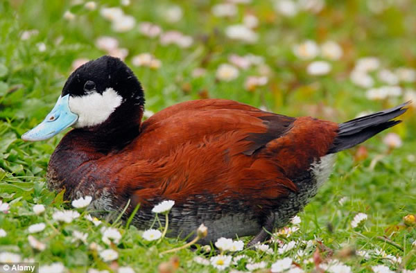 英国红鸭性能力旺盛飞西班牙抢白头鸭配偶遭捕杀