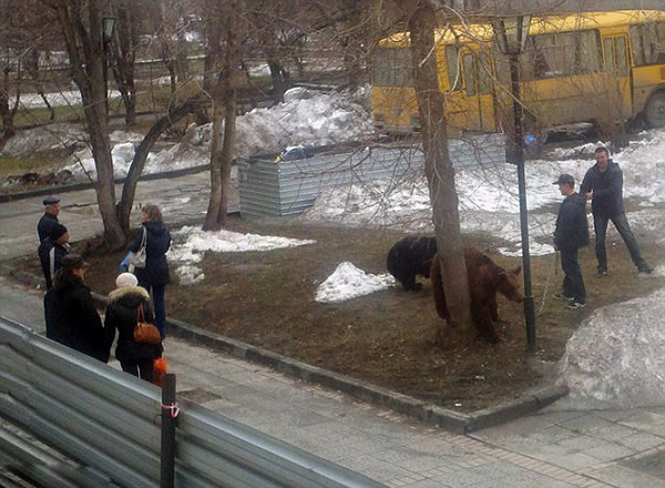 俄罗斯男子牵棕熊街头散步