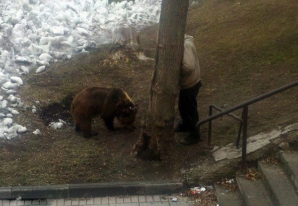 俄罗斯男子牵棕熊街头散步