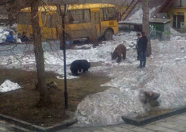 俄罗斯男子牵棕熊街头散步