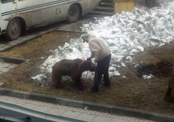 俄罗斯男子牵棕熊街头散步