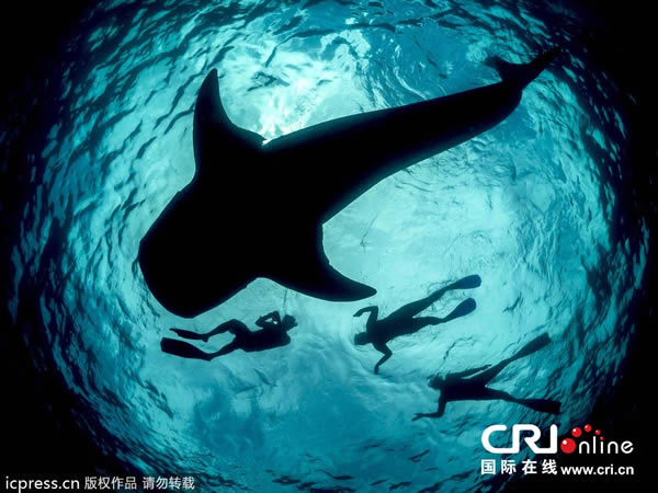 海洋生物学家遇到巨型鲸鲨张开血盆大口的惊