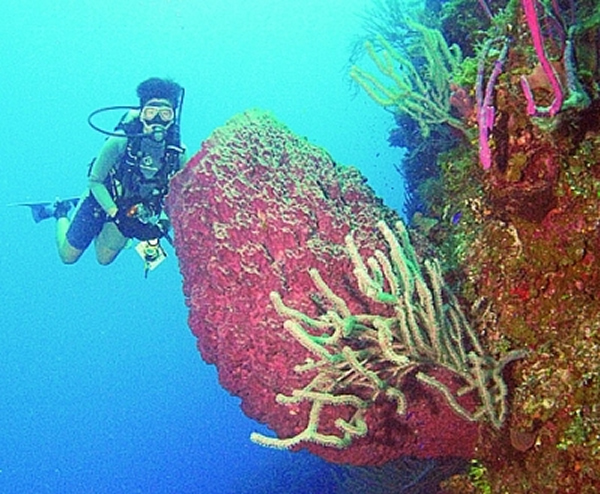 ��ѧ���ڰ͹���Ⱥ����ʥ�����߶ൺ����һ���޴��ǧ��Ͳ״����