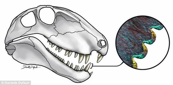 最研究表明陆地上第一批捕食者异齿龙可能长有牛排刀一样的牙齿
