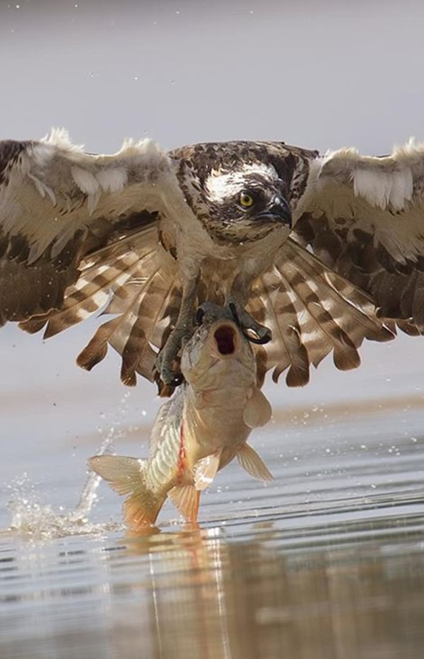 摄影师在立陶宛捕捉到鱼鹰捕食鲤鱼的精彩瞬间