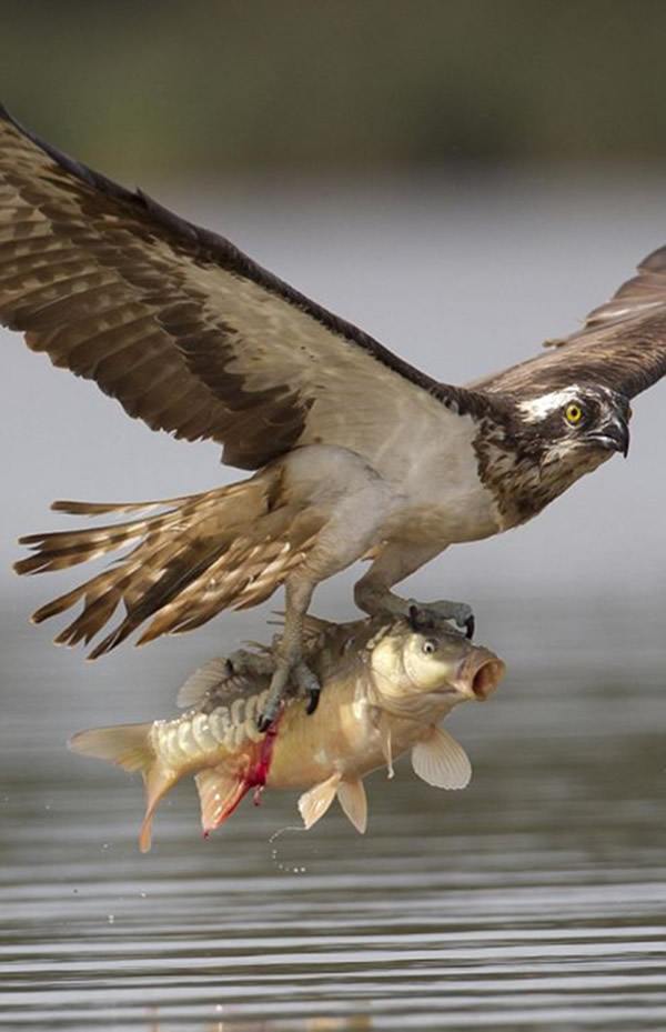 摄影师在立陶宛捕捉到鱼鹰捕食鲤鱼的精彩瞬间