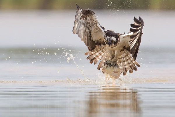 摄影师在立陶宛捕捉到鱼鹰捕食鲤鱼的精彩瞬间