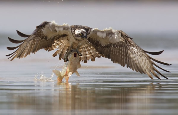 摄影师在立陶宛捕捉到鱼鹰捕食鲤鱼的精彩瞬间
