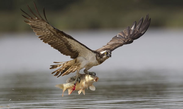 摄影师在立陶宛捕捉到鱼鹰捕食鲤鱼的精彩瞬间