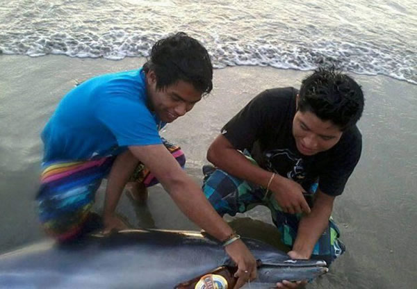 ��³���������һϢ�ĺ���ιơ��