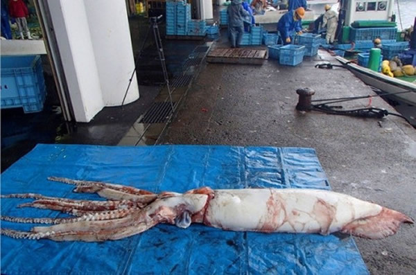 日本新潟县佐渡市1月8日捕获的一只“巨型乌贼”