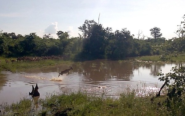 这只黑斑羚慢慢靠近了隐藏在水中的鳄鱼。