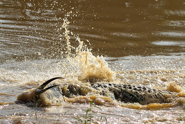 黑斑羚被渐渐拖入水中。