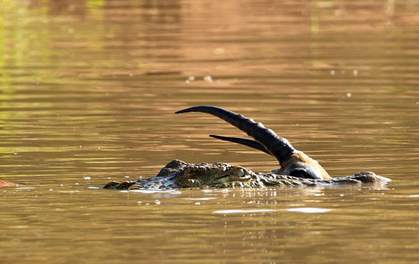 已经放弃挣扎的黑斑羚不再动弹。