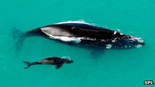 科学家通过卫星从太空数鲸