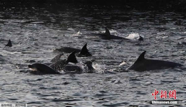 当地时间2014年1月21日,日本太地“海豚湾”,日本渔民围捕入网的海豚。 据报道,在一年一度的海豚围捕活动中,已有数百海豚被猎杀。