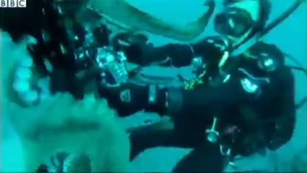 ��������������һֻ������ͼ������Ӱ��