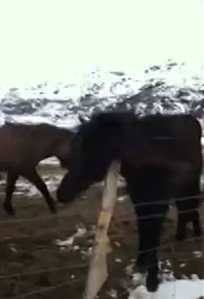 ��������������ľ׮�䡰�����ˡ�ɦ��