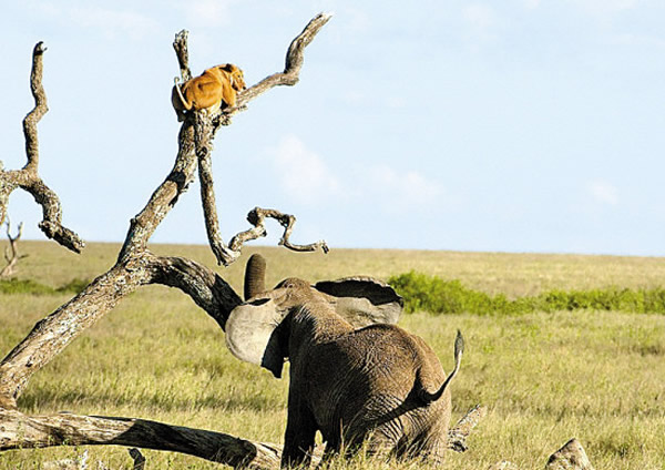 塞伦盖蒂大草原一头狮子被一头愤怒的大象追到了树上