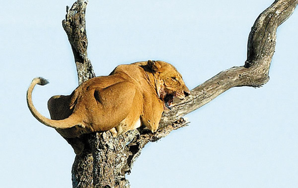 塞伦盖蒂大草原一头狮子被一头愤怒的大象追到了树上