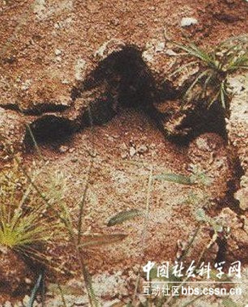 ����Mokele Mbembe�Ľ�ӡ