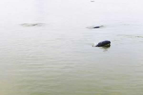 鄱阳湖余干段水域罕见现四五十头江豚