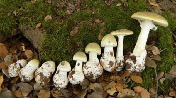 ��ñ���ǳ��������ʳ�õ�Ģ�����֣���͵�����������Ϊ��ʳ�ж�����������