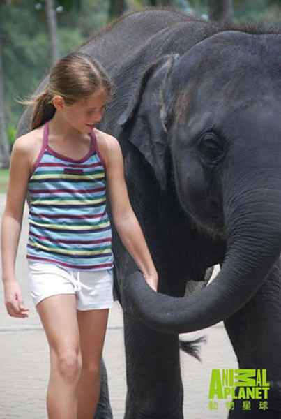 大象可以听到地震和海啸产生的超低频音,提前预知天灾。