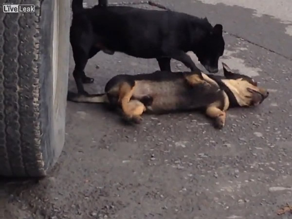 ����һĻ���ڻƹ�����ײ�� ���ѡ�С�ڡ����벻��