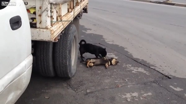 ����һĻ���ڻƹ�����ײ�� ���ѡ�С�ڡ����벻��