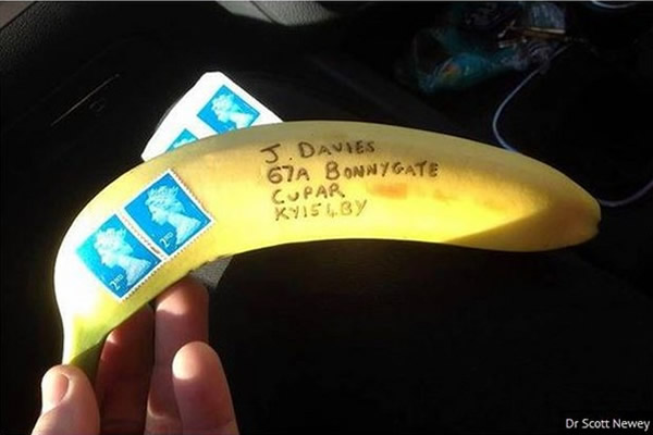 苏格兰一名邮差收到一根贴着邮票要邮寄的香蕉